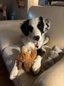 Tux -  Border Collie Dog for Adoption in Columbia, Missouri - Tux | PetCurious
