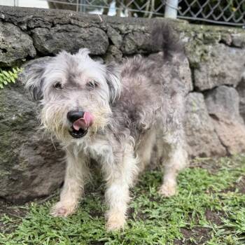 Shaggy -  Miniature Schnauzer Dog for Adoption in Keaau, Hawaii - Shaggy | PetCurious