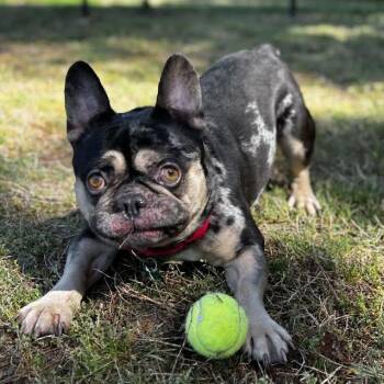 French Bulldog Dogs Available for Adoption in Midlothian, Virginia - Lancôme | PetCurious