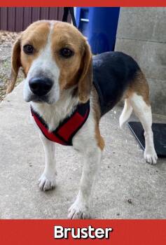 Beagle Dogs Available for Adoption in Aspen, Colorado - Bruster | PetCurious