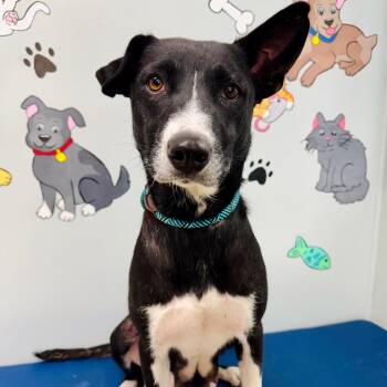 Paisley -  Border Collie and Labrador Retriever Dog for Adoption in Lebanon, Missouri - Paisley | PetCurious