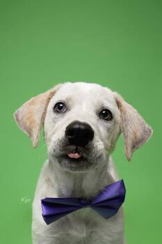 Rescue Labrador Retriever and Australian Cattle Dog Blue Heeler Dogs for Adoption in Houston, Texas - Bear | PetCurious