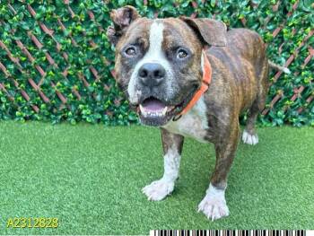 Rescue Mixed Breed Dogs for Adoption in West Palm Beach, Florida - MARCO | PetCurious