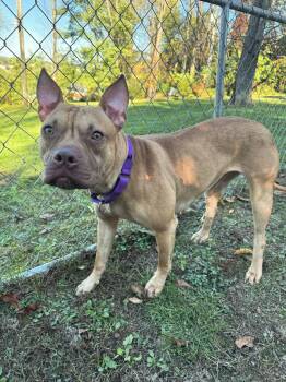 Story -  Pit Bull Terrier and Mixed Breed Dog for Adoption in Greensburg, Pennsylvania - Story | PetCurious