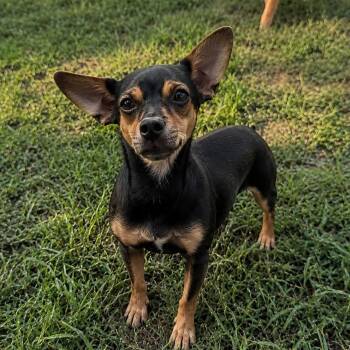 Princess -  Chihuahua Dog for Adoption in Danville, Vermont - Princess | PetCurious