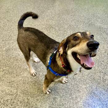 Bear Chase -  Shepherd and Mixed Breed Dog for Adoption in Falls Church, Virginia - Bear Chase | PetCurious