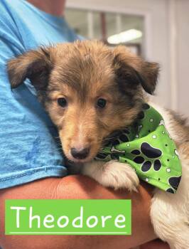 Theodore -  Shetland Sheepdog Sheltie Dog for Adoption in Walthill, Nebraska - Theodore | PetCurious