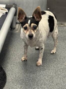 MANDY -  Mixed Breed Dog for Adoption in Dallas, Texas - MANDY | PetCurious
