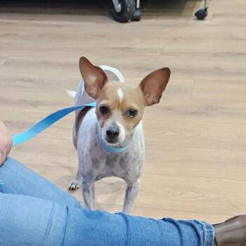 Peaches -  Chihuahua Dog for Adoption in Livingston, Texas - Peaches | PetCurious