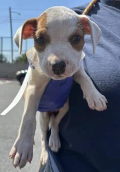 Gi -  Mixed Breed Dog for Adoption in Atlanta, Georgia - Gi | PetCurious