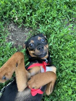 Glitch -  Miniature Pinscher and Beagle Dog for Adoption in Spokane, Washington - Glitch | PetCurious