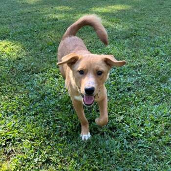 Sahara -  Mixed Breed Dog for Adoption in Durham, North Carolina - Sahara | PetCurious