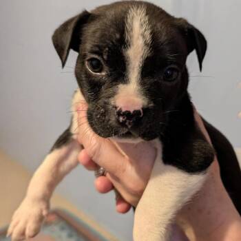 Chuckles -  Mixed Breed Dog for Adoption in Wichita, Kansas - Chuckles | PetCurious