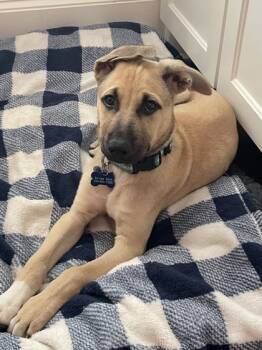 Rescue Mixed Breed Dogs for Adoption in Fort Worth, Texas - Asa | PetCurious