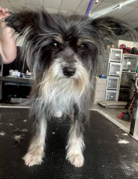 Yorkshire Terrier and Miniature Schnauzer Dogs Available for Adoption in Palm Desert, California - Aria | PetCurious
