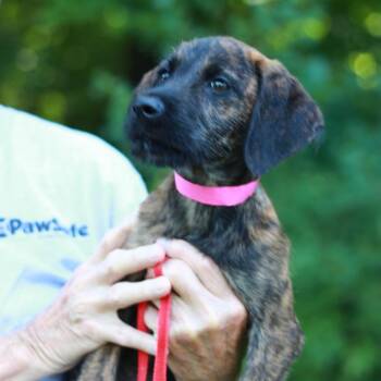 CT Daphne -  Terrier and Mixed Breed Dog for Adoption in Eastford, Connecticut - CT Daphne | PetCurious
