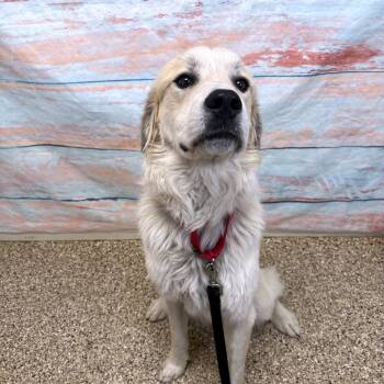 Rescue Great Pyrenees Dogs for Adoption in Cheyenne, Wyoming - Waylon | PetCurious