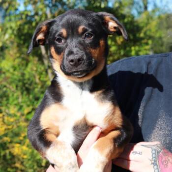 CT Buttercup -  German Shepherd Dog and Mixed Breed Dog for Adoption in Stormville, New York - CT Buttercup | PetCurious