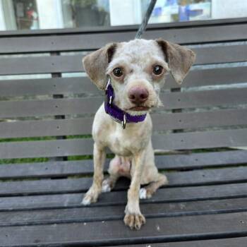 MOGLI -  Poodle and Terrier Dog for Adoption in Long Beach, California - MOGLI | PetCurious