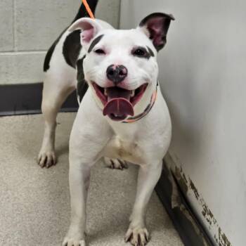 Pit Bull Terrier Dogs Available for Adoption in Evansville, Indiana - Bindi | PetCurious