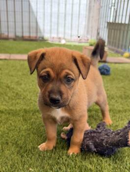 Patterdale Terrier Fell Terrier and Terrier Dogs Available for Adoption in Phoenix, Arizona - Cilantro | PetCurious