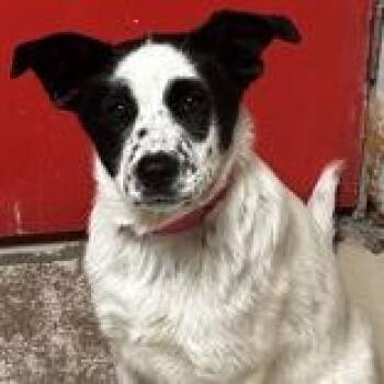 Abby -  Australian Cattle Dog Blue Heeler Dog Available for Adoption in West Des Moines, Iowa - Abby | PetCurious
