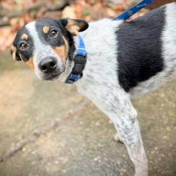 Parker *Tripod* D71552 -  Rat Terrier and Australian Cattle Dog Blue Heeler Dog for Adoption in Minnetonka, Minnesota - Parker *Tripod* D71552 | PetCurious