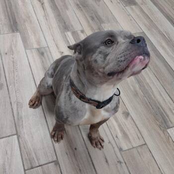 Mixed Breed Dogs Available for Adoption in Henderson, Kentucky - Zues | PetCurious