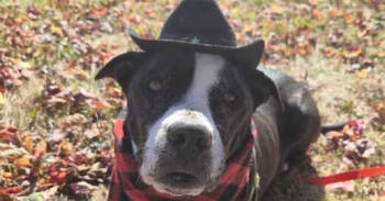 Rescue Pit Bull Terrier Dogs for Adoption in Bowling Green, Ohio - Lady | PetCurious