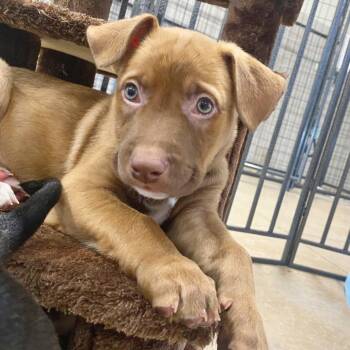 German Shepherd Dog and Mixed Breed Dogs Available for Adoption in Lewisville, Texas - Hendrix (blue Collar) | PetCurious