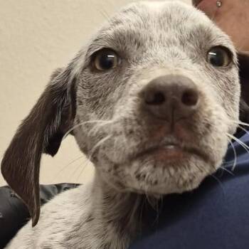 Bianca Belair -  German Shorthaired Pointer and Cattle Dog Dog for Adoption in Reno, Nevada - Bianca Belair | PetCurious