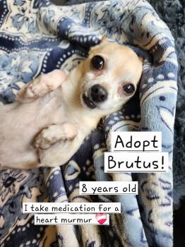 Brutus -  Chihuahua Dog for Adoption in Killeen, Texas - Brutus | PetCurious