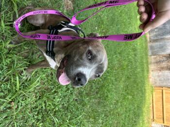 Yara -  Pit Bull Terrier Dog for Adoption in Providence Forge, Virginia - Yara | PetCurious