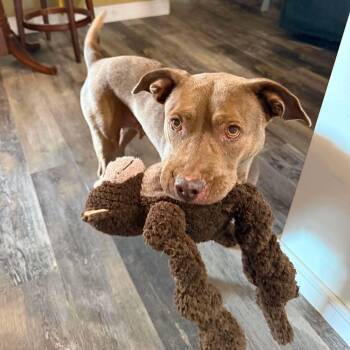 SASSY -  Pit Bull Terrier Dog for Adoption in Largo, Florida - SASSY | PetCurious