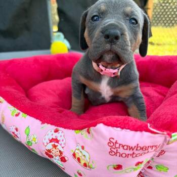 Lil Kim -  Mixed Breed Dog for Adoption in Enterprise, Alabama - Lil Kim | PetCurious