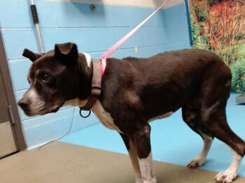 QUEENIE -  Pit Bull Terrier and Mixed Breed Dog for Adoption in Moreno Valley, California - QUEENIE | PetCurious