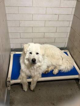 Great Pyrenees and Akbash Dogs Available for Adoption in Stockton, California - ARGENTO | PetCurious