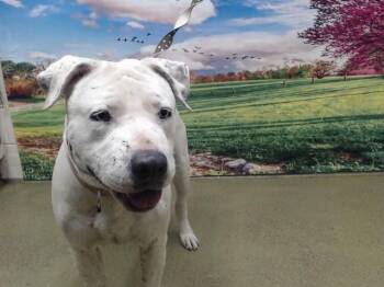 A552285 -  Pit Bull Terrier and Mixed Breed Dog for Adoption in Moreno Valley, California - A552285 | PetCurious