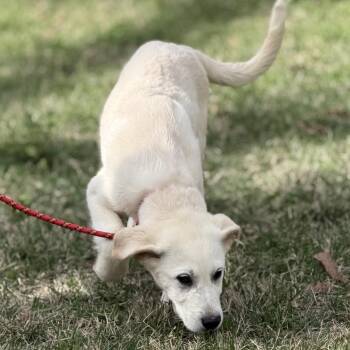 Great Pyrenees Dogs Available for Adoption in Locust Fork, Alabama - Frosty | PetCurious