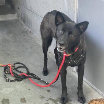 Nala -  German Shepherd Dog and Chow Chow Dog for Adoption in Pasadena, California - Nala | PetCurious
