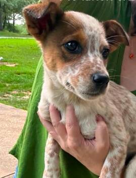 Bingo -  Australian Cattle Dog Blue Heeler Dog for Adoption in Groveland, Massachusetts - Bingo | PetCurious