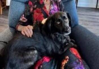 Spaniel Dogs Available for Adoption - Dumpling Darling | PetCurious