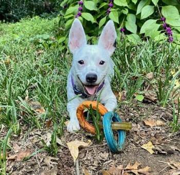 Toblerone -  Mixed Breed Dog for Adoption in Chamblee, Georgia - Toblerone | PetCurious