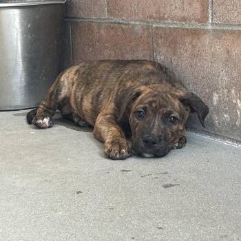 Baklava -  Pit Bull Terrier and Mixed Breed Dog for Adoption in Goleta, California - Baklava | PetCurious