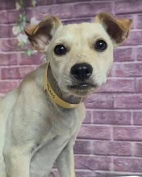 Maas -  Chihuahua and Terrier Dog for Adoption in Sedalia, Colorado - Maas | PetCurious