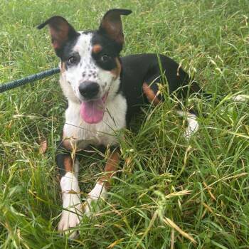 Brynlee -  Shepherd and Mixed Breed Dog for Adoption - Brynlee | PetCurious