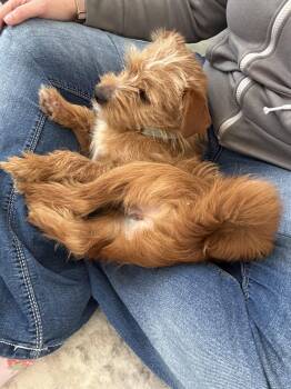 Terrier and Mixed Breed Dogs Available for Adoption in Severance, Colorado - Wesley | PetCurious