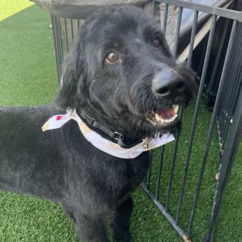 Black Labrador Retriever and Standard Poodle Dogs Available for Adoption in La Grange, Kentucky - Si | PetCurious