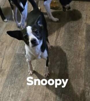 Snoopy -  Boston Terrier and Chihuahua Dog for Adoption in Irwin, Pennsylvania - Snoopy | PetCurious