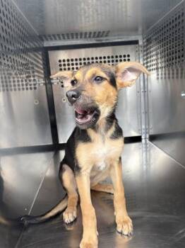 A480578 -  German Shepherd Dog and Mixed Breed Dog for Adoption in Oklahoma City, Oklahoma - A480578 | PetCurious